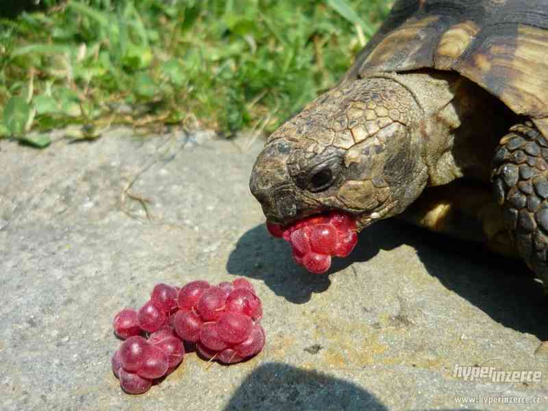 Domov pro suchozemské želvy - foto 1