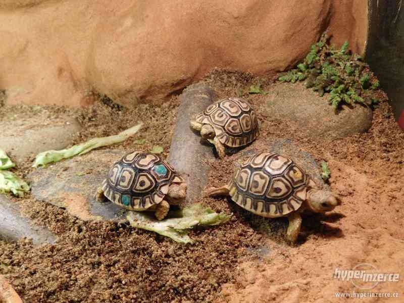 Domov pro suchozemské želvy - foto 2