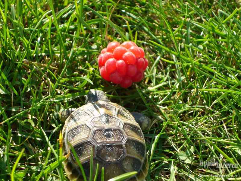 Domov pro suchozemské želvy - foto 4