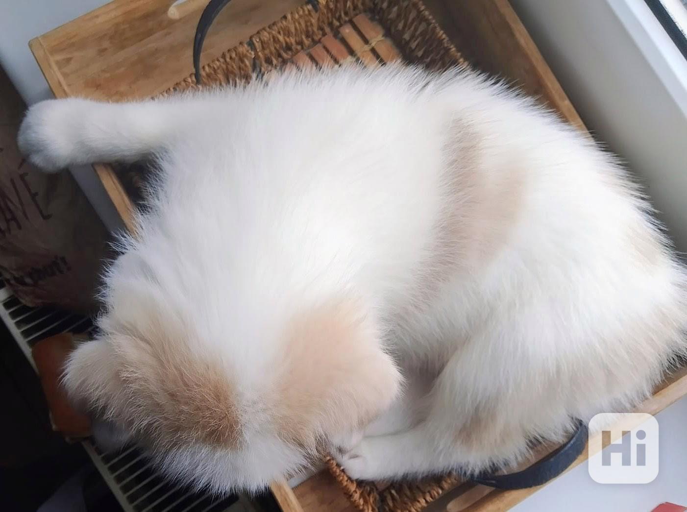 Štěňata sibiřského huskyho bez pp  - foto 1