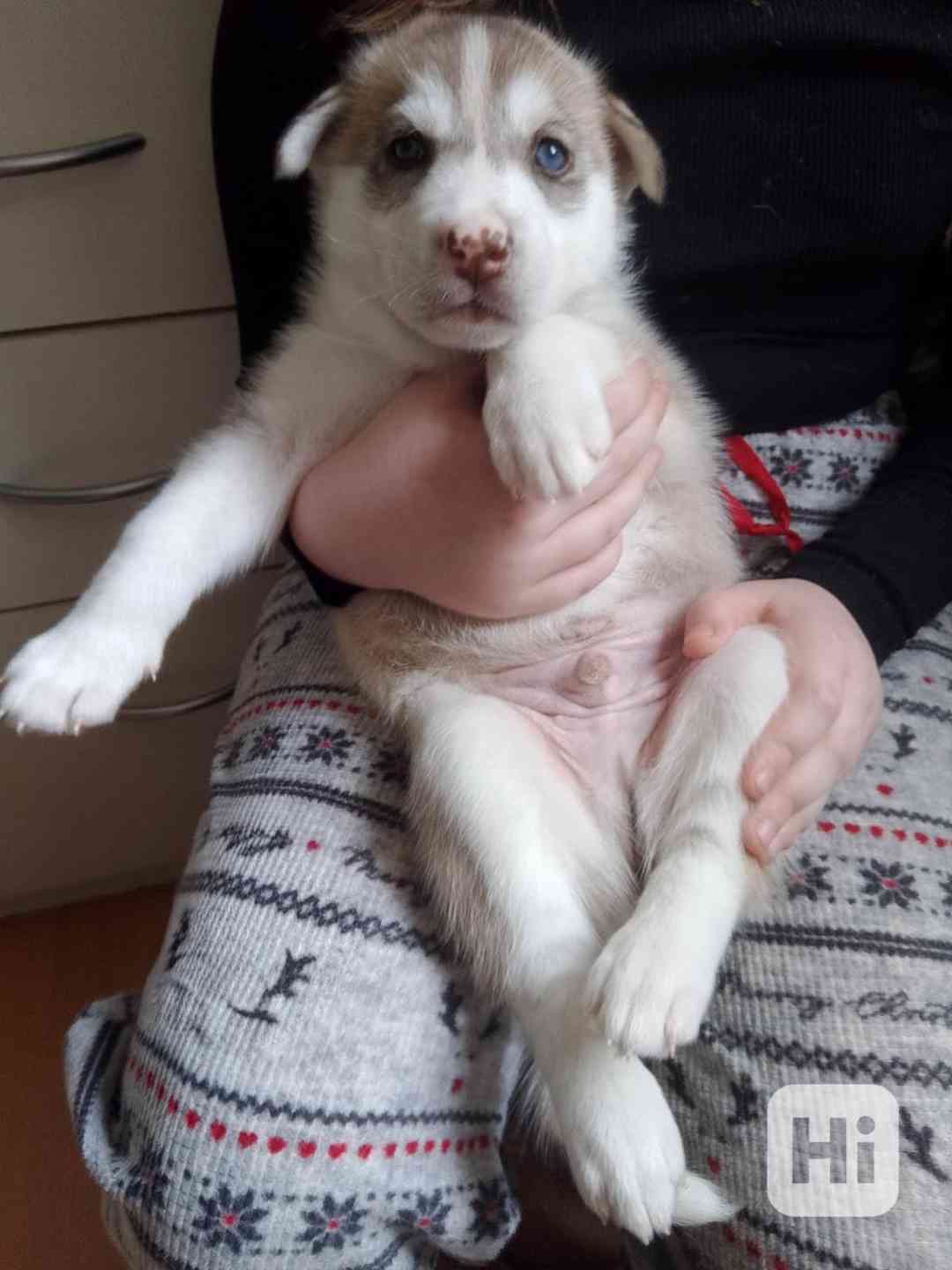 Štěňata sibiřského huskyho bez pp  - foto 1