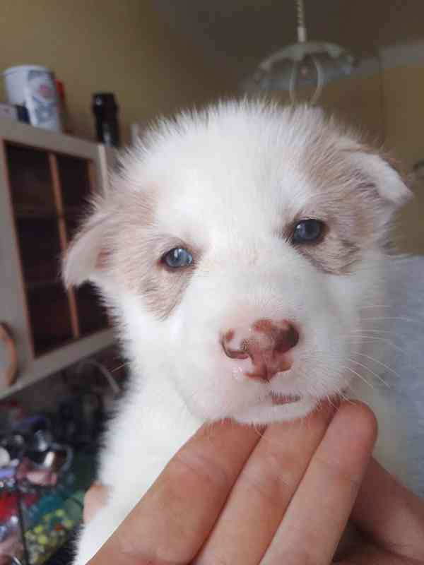 Štěňata sibiřského huskyho bez pp  - foto 8