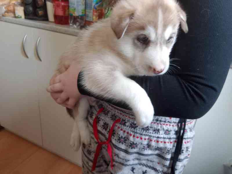 Štěňata sibiřského huskyho bez pp  - foto 9