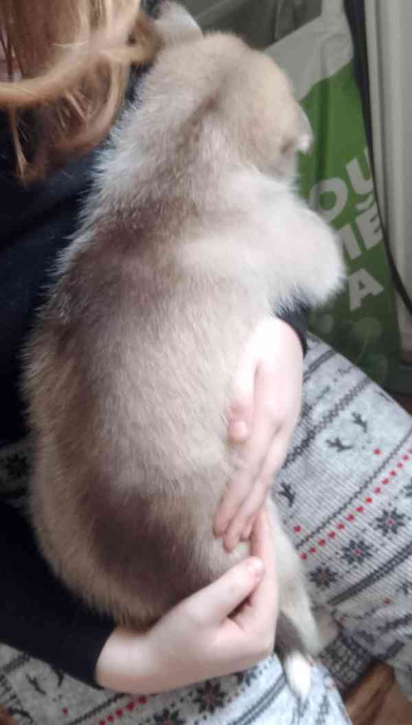 Štěňata sibiřského huskyho bez pp  - foto 8