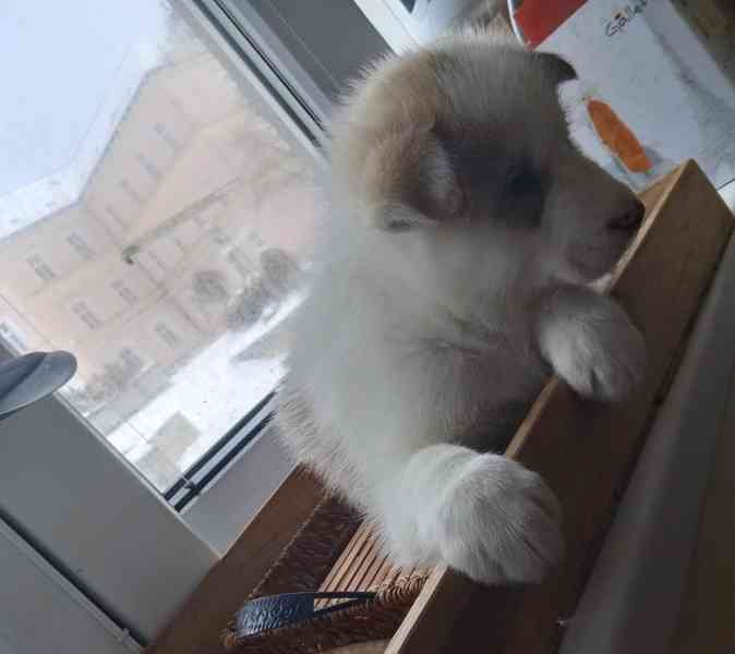 Štěňata sibiřského huskyho bez pp  - foto 5