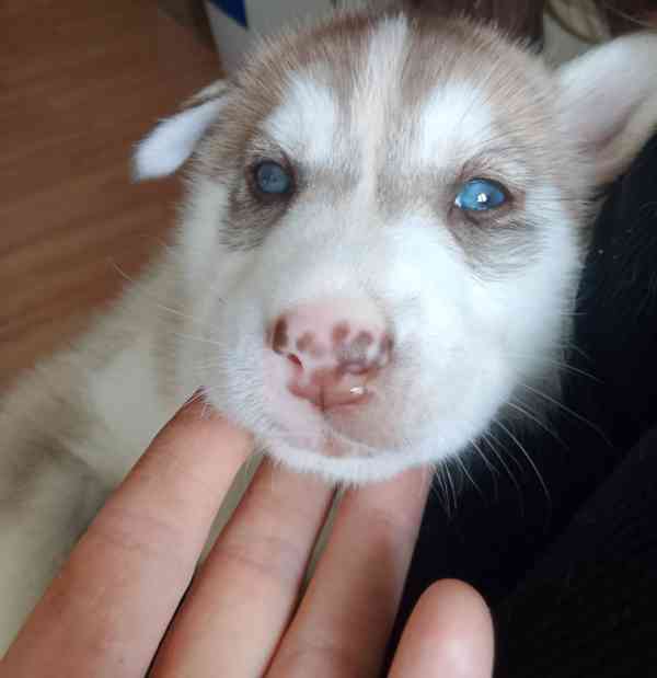 Štěňata sibiřského huskyho bez pp  - foto 2