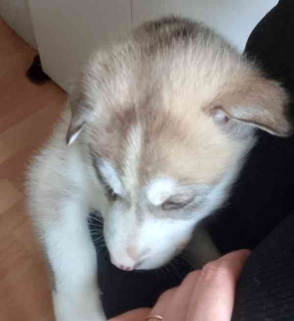 Štěňata sibiřského huskyho bez pp  - foto 3