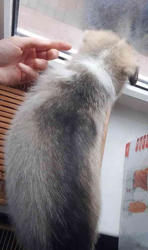 Štěňata sibiřského huskyho bez pp  - foto 4