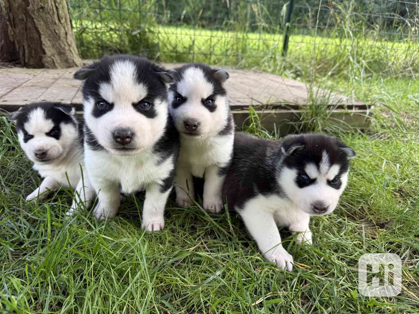 Sibiřský Husky - foto 1
