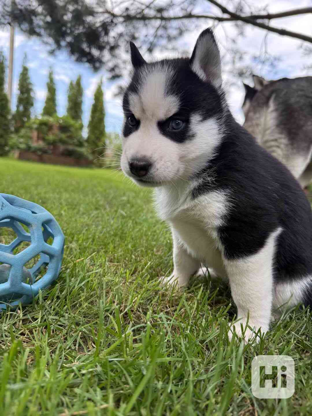 Sibiřský Husky - foto 1