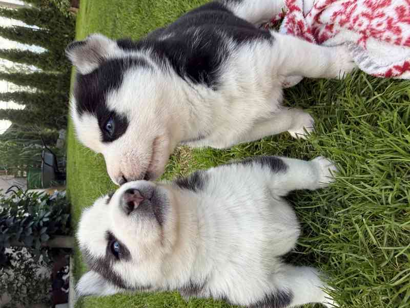 Sibiřský Husky - foto 2