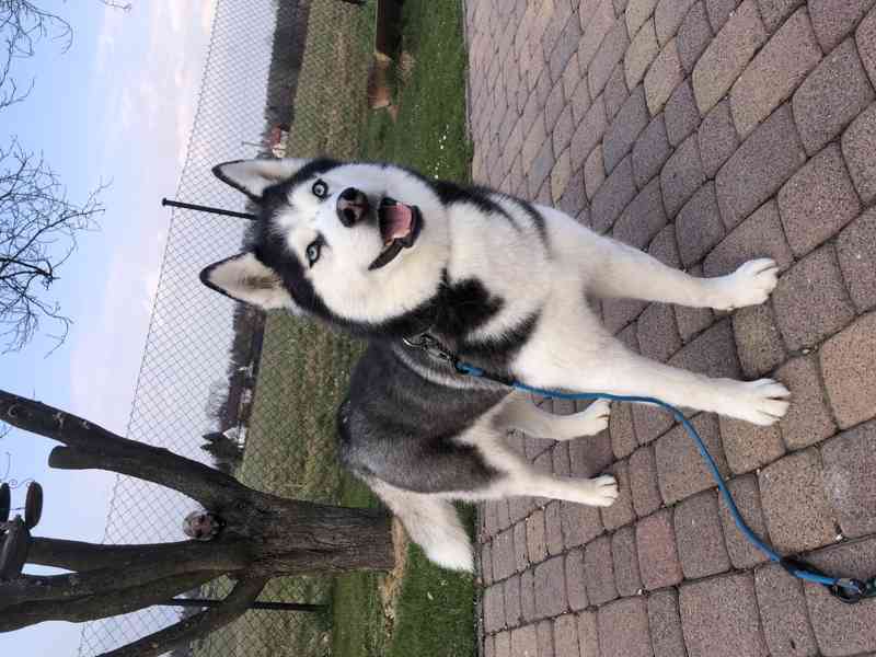 Sibiřský Husky - foto 6