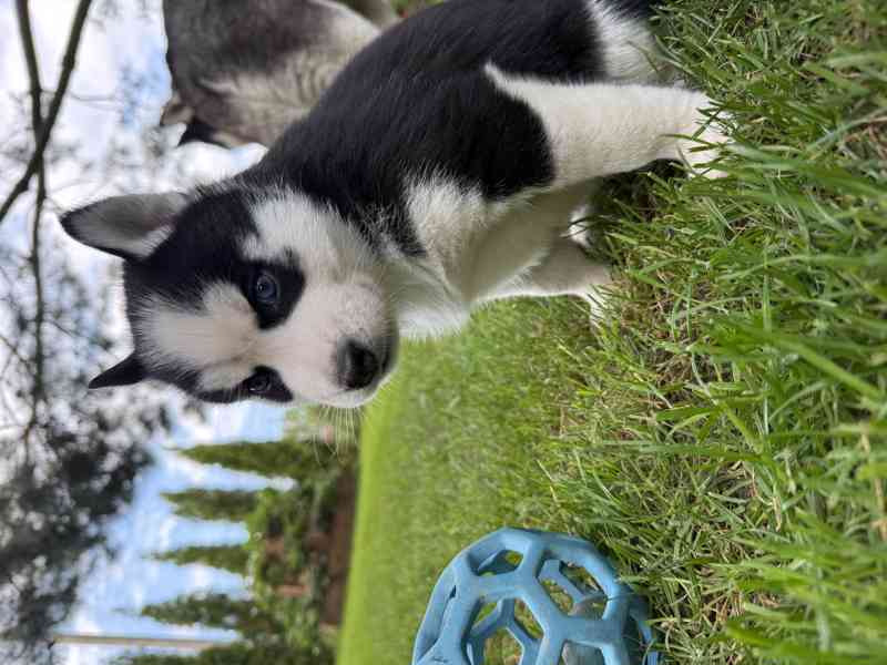 Sibiřský Husky - foto 1