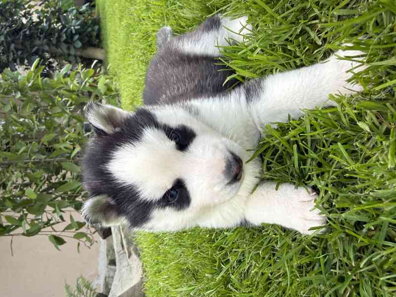 Sibiřský Husky - foto 3