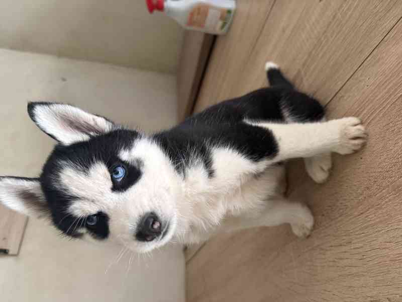 Sibiřský Husky - foto 2