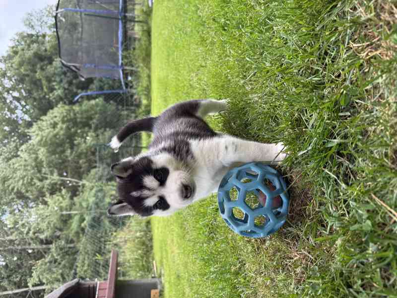 Sibiřský Husky - foto 4