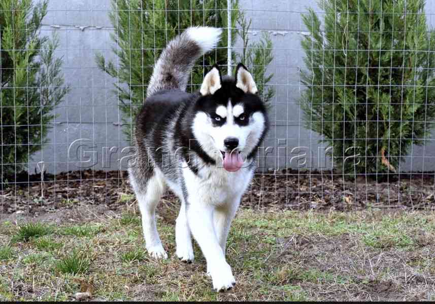 Sibiřský Husky - foto 7