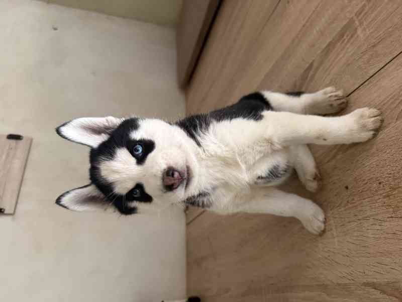 Sibiřský Husky - foto 3