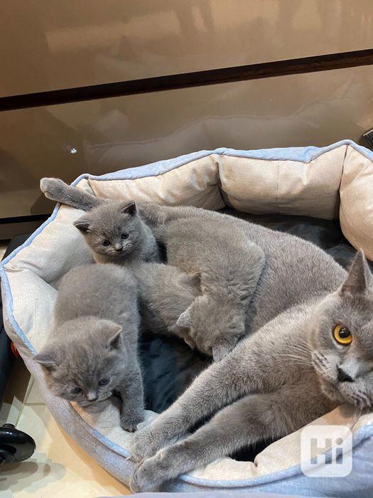 Koťata britských krátkosrstých koček k adopci - foto 1