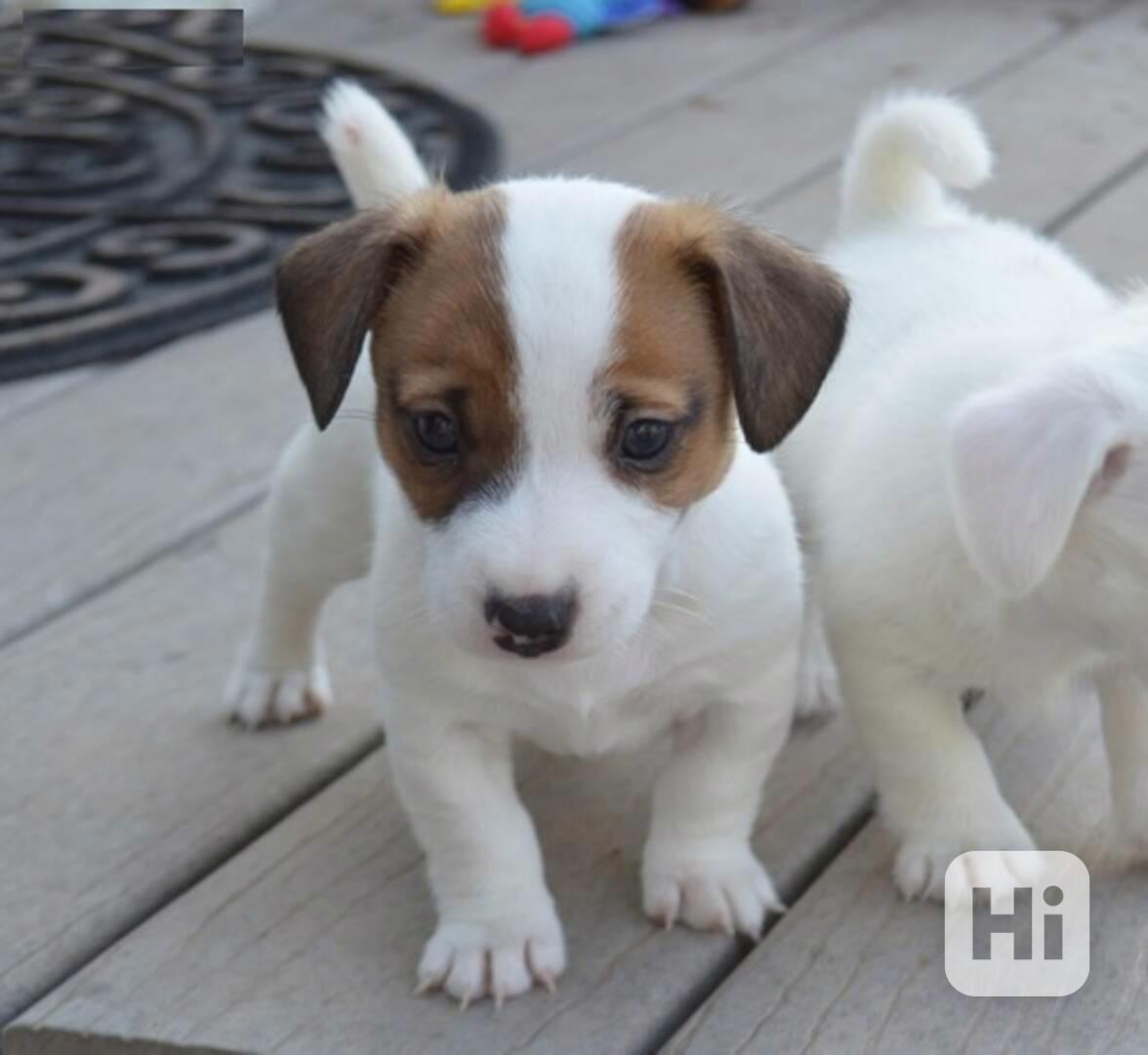 štěňátka Jack Russel teriér - foto 1