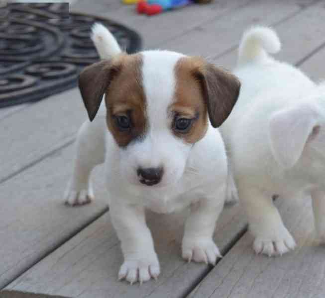 štěňátka Jack Russel teriér