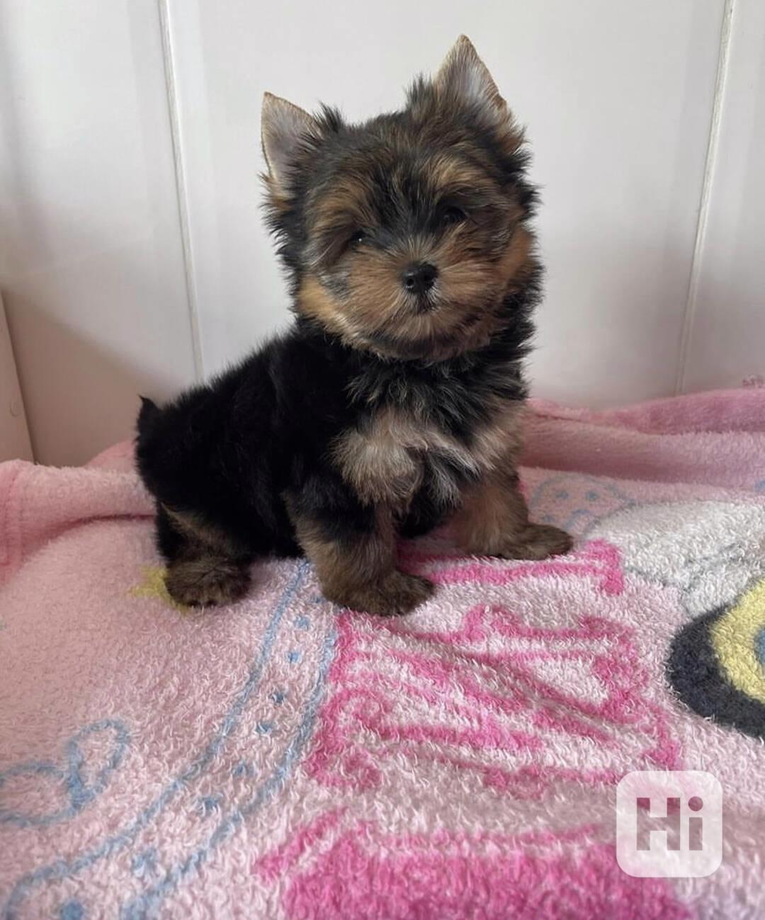 Yorkshirský teriér - foto 1