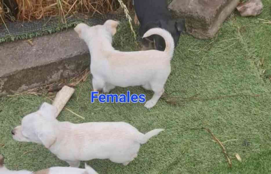 Chihuahua x Mini Foxie and Chihuahua x Jack Russell puppies - foto 3