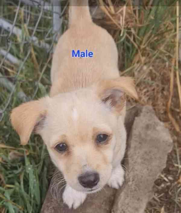 Chihuahua x Mini Foxie and Chihuahua x Jack Russell puppies bazar