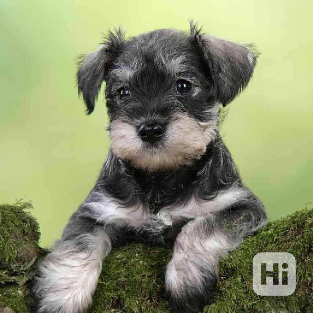 Štěně malého knírače - foto 1