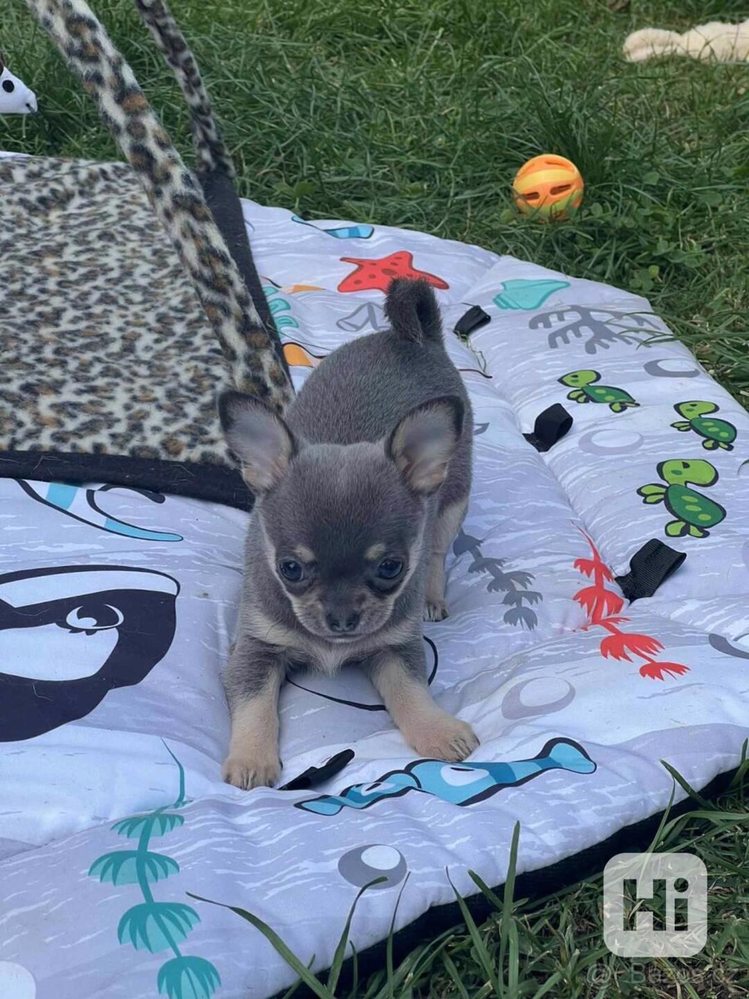 Štěňata čivavy - foto 1