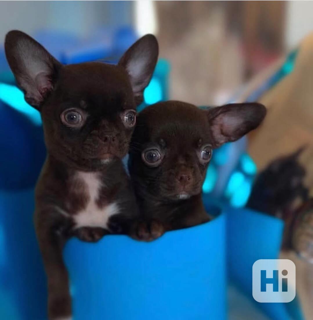 Civavy s PP - foto 1