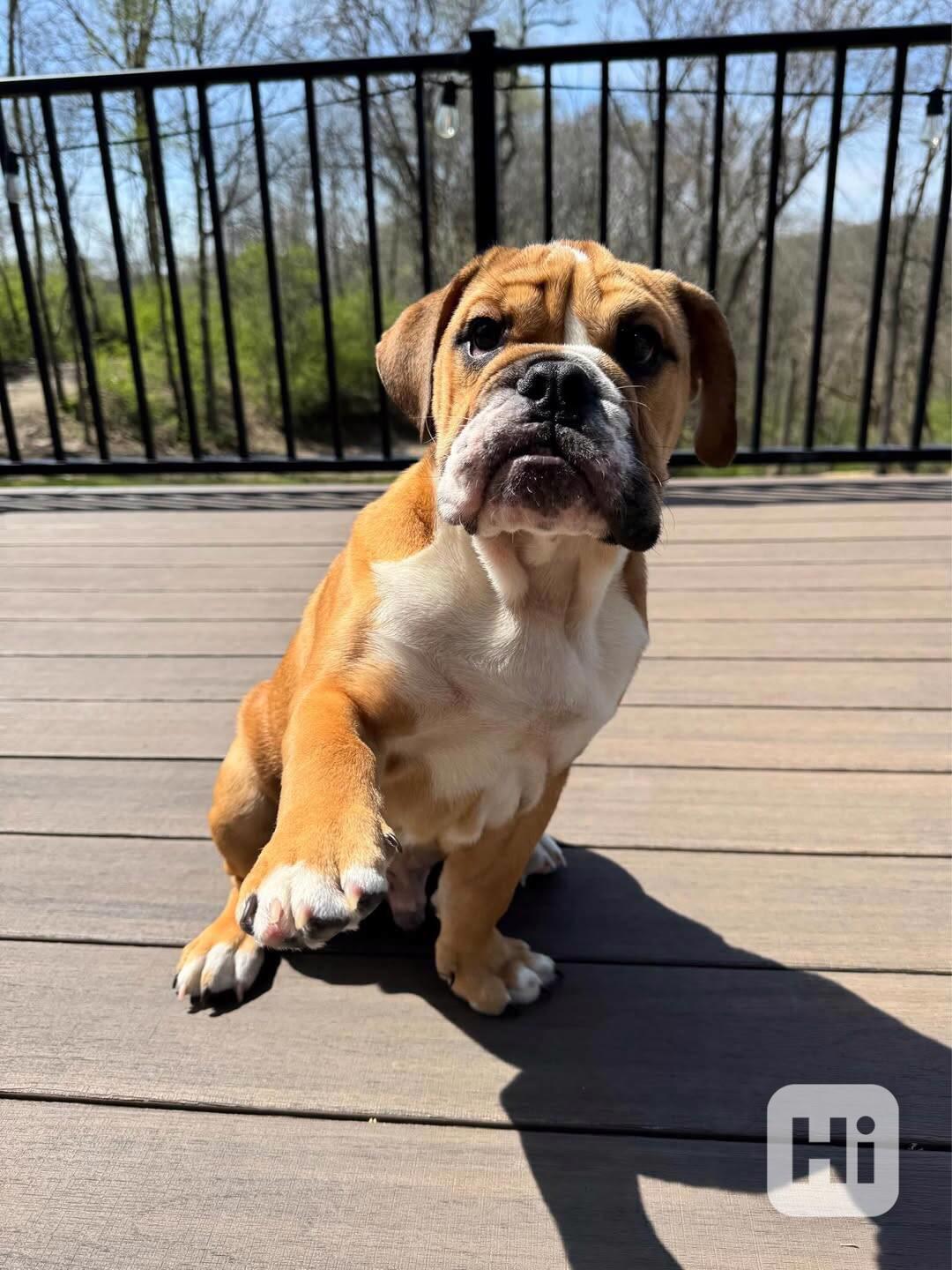 Anglický buldok k adopci/prodej - foto 1