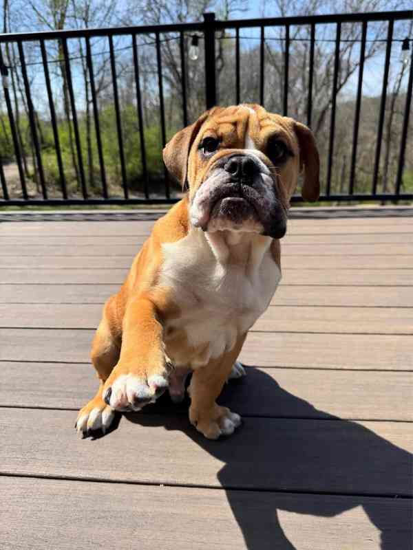Anglický buldok k adopci/prodej - foto 1