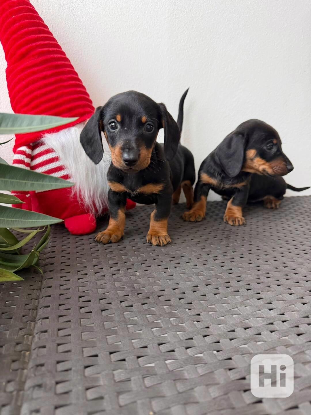 Jezevčík hladkosrstý trpasličí bez PP  - foto 1