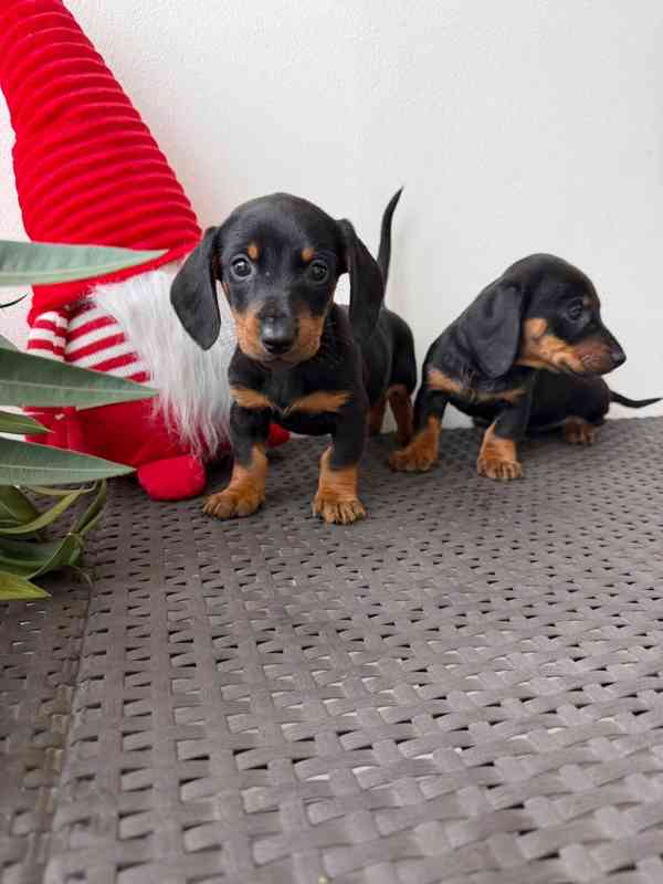 Jezevčík hladkosrstý trpasličí bez PP  - foto 1