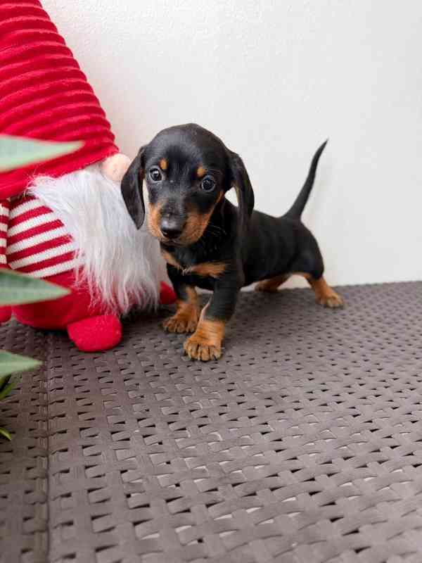 Jezevčík hladkosrstý trpasličí bez PP  - foto 2