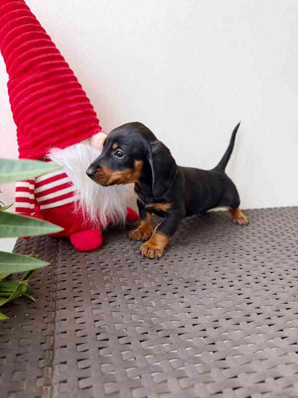 Jezevčík hladkosrstý trpasličí bez PP  - foto 4