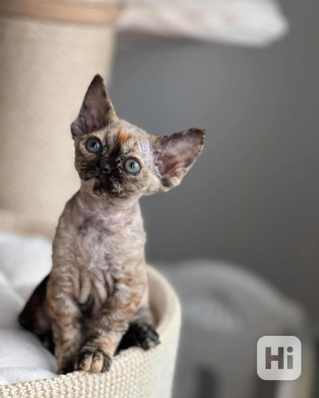 ✨ Kotě Devon Rex - foto 1