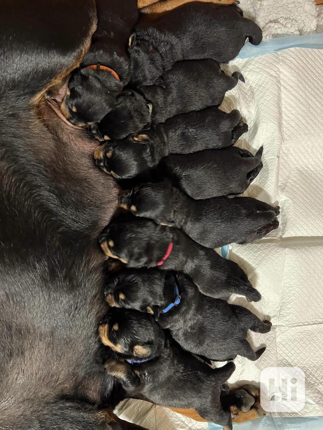 🖤 Rottweiler štěňátka – síla, srdce a věrnost v jednom - foto 1