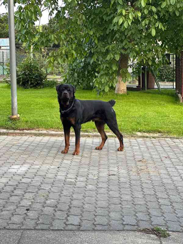 🖤 Rottweiler štěňátka – síla, srdce a věrnost v jednom - foto 5