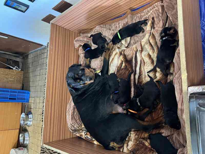 🖤 Rottweiler štěňátka – síla, srdce a věrnost v jednom - foto 2