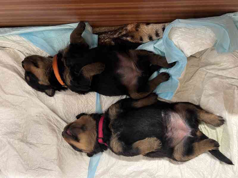 🖤 Rottweiler štěňátka – síla, srdce a věrnost v jednom - foto 3
