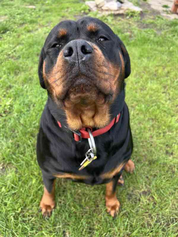 🖤 Rottweiler štěňátka – síla, srdce a věrnost v jednom - foto 4