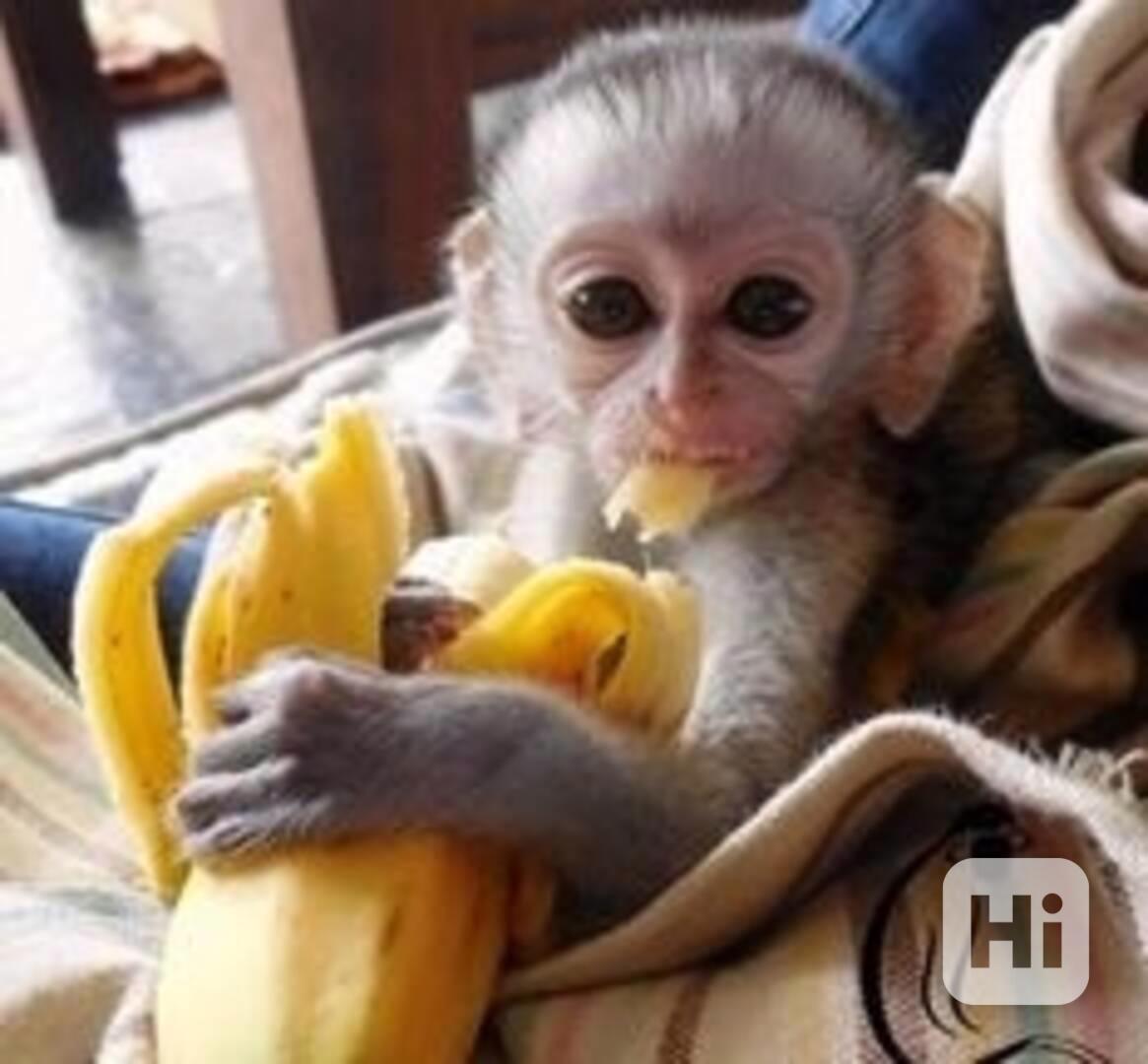 Mládě kapucínské opice k adopci zdarma - foto 1