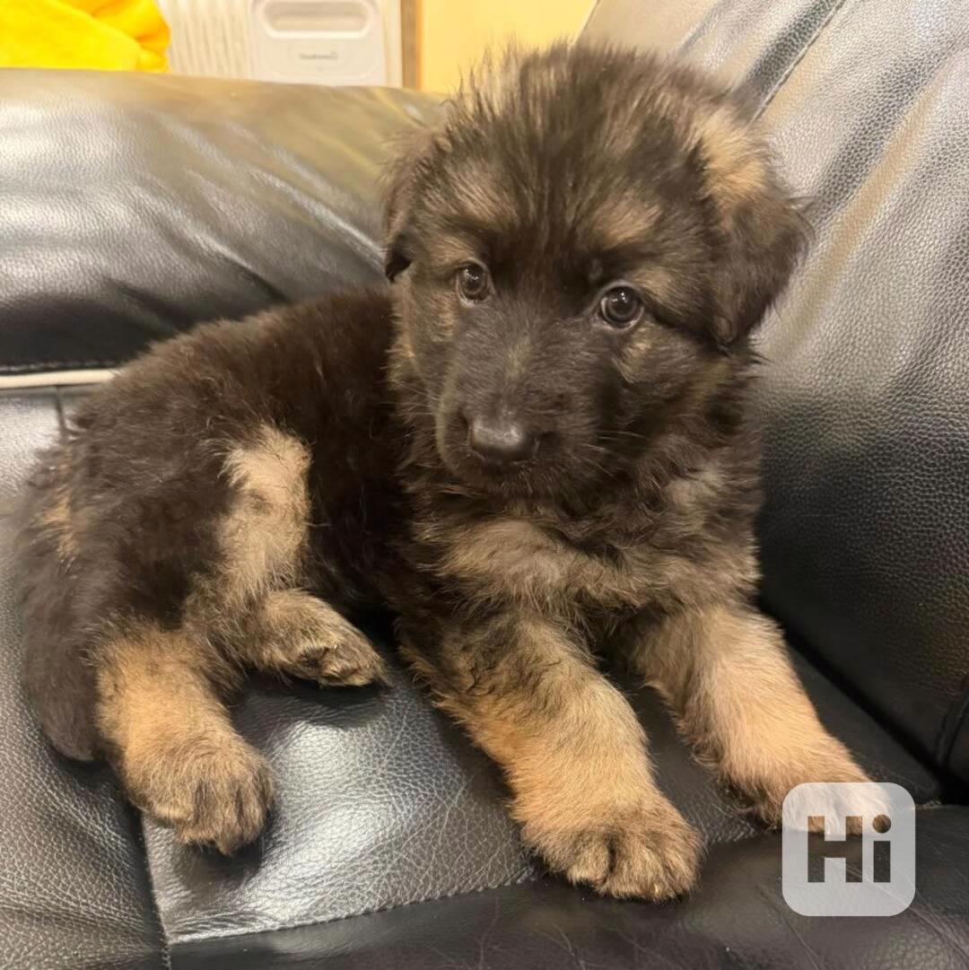 Německý ovčák k dostání - foto 1