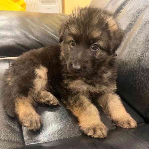 Německý ovčák k dostání - foto 1