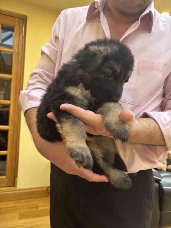 Německý ovčák k dostání - foto 2