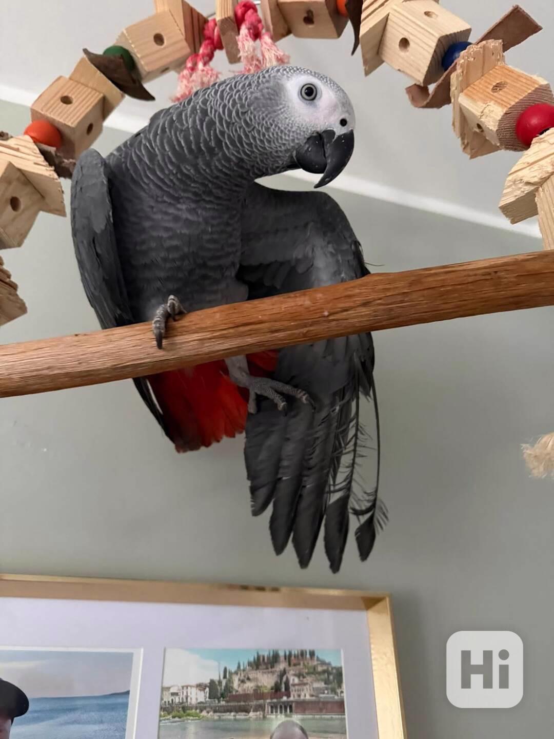 Afričtí šedí papoušci - foto 1