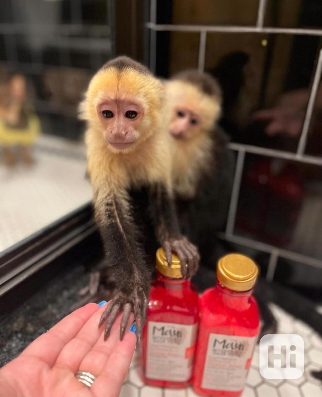 Hravé kapucínské opice k dispozici - foto 1