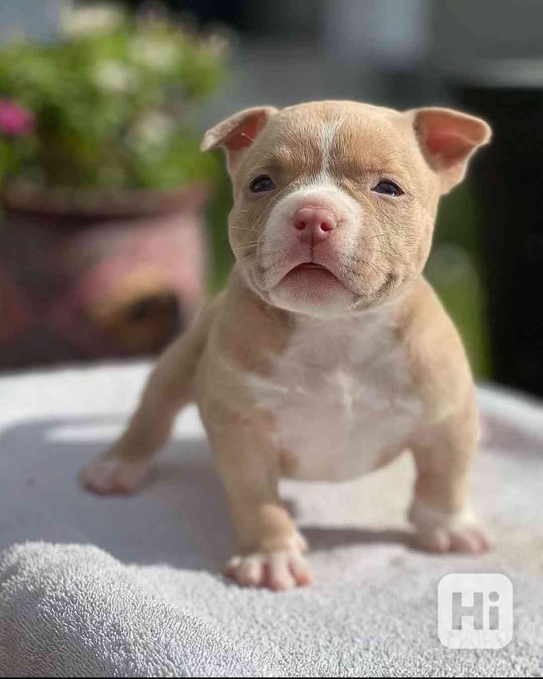 Štěňátko Amerického kapesního buldoka k adopci zdarma   - foto 1
